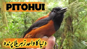 Pitohui | Duniya ka Wahid Zahrila Parinda