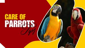 Care for Parrots