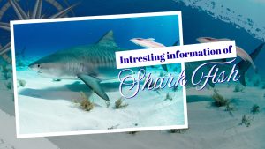 Shark – Samundar Ka Silent Hunter