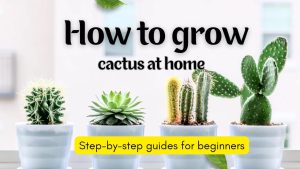 Grow cactus plant at home