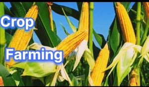 Plantation of Maize seed