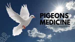 pigeons medicine