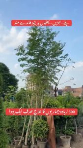 300 se ziada bimariyon ka elaaj....By Plants Paragon