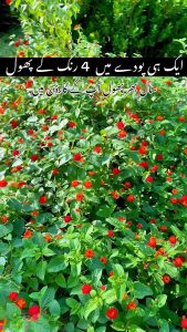Ek hi plant Mai 4 rang......By Plants Paragon
