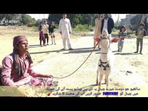 Khel tamasha .... Ali Zulfikar