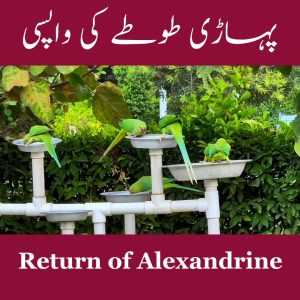 Return of Alexandrine and Plum Headed parrots.... By Pleasures of Nature