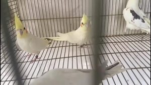 Cocktails breeding problems with solutions ... By Ashan Zafar