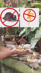 Keep your aviary garden from rats and .... By Ahsan Elahi