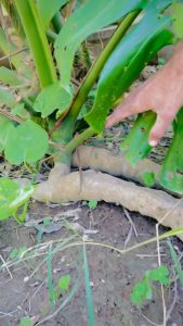 Short history of Monsteria plant.... By Waleed Ahmed